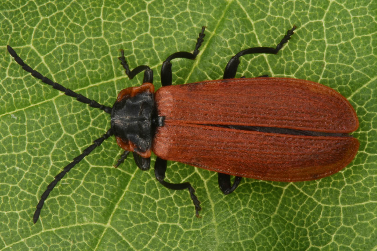 Lycidae:  Lygistopterus anorachilus?  Sì !